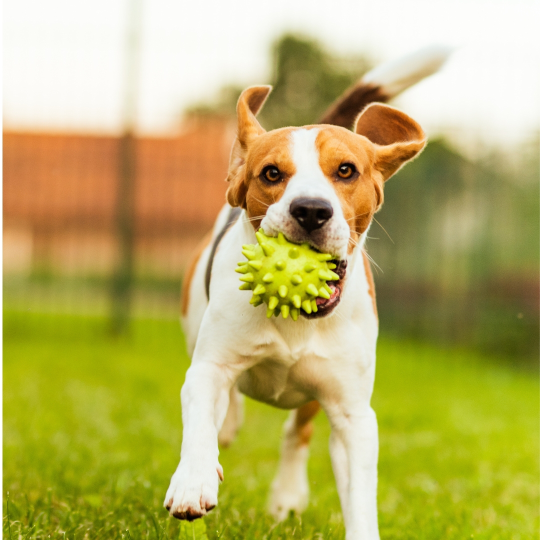 Buddy playing with a ball