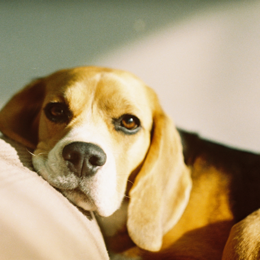 Buddy sleeping on the couch